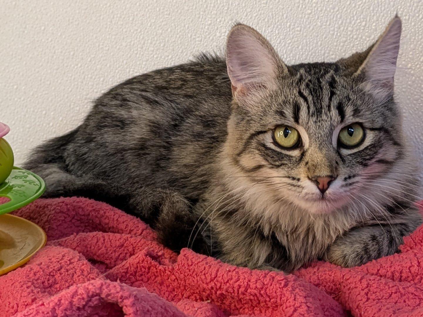 Ruffles, an adoptable Domestic Medium Hair, Tabby in Republic, WA, 99166 | Photo Image 4