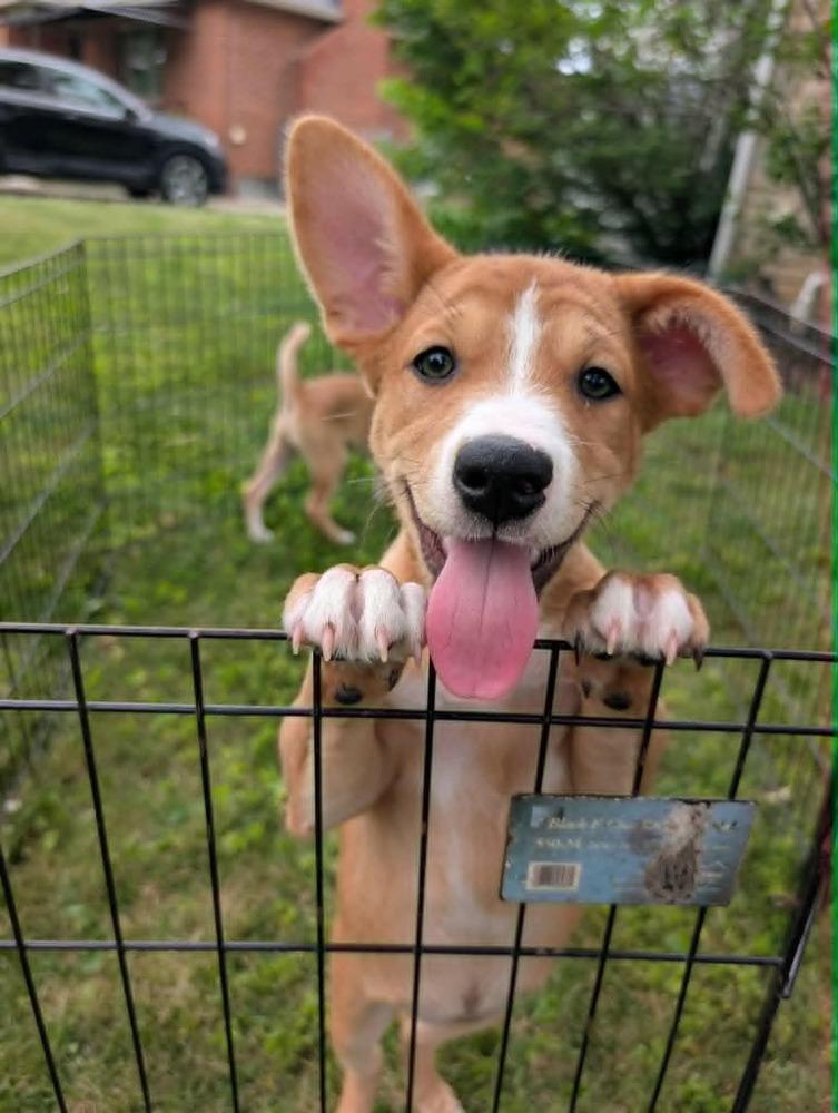 Rosa Parks (Historical Icons), a Adoptable mixed breed in New Albany, OH image 1/5