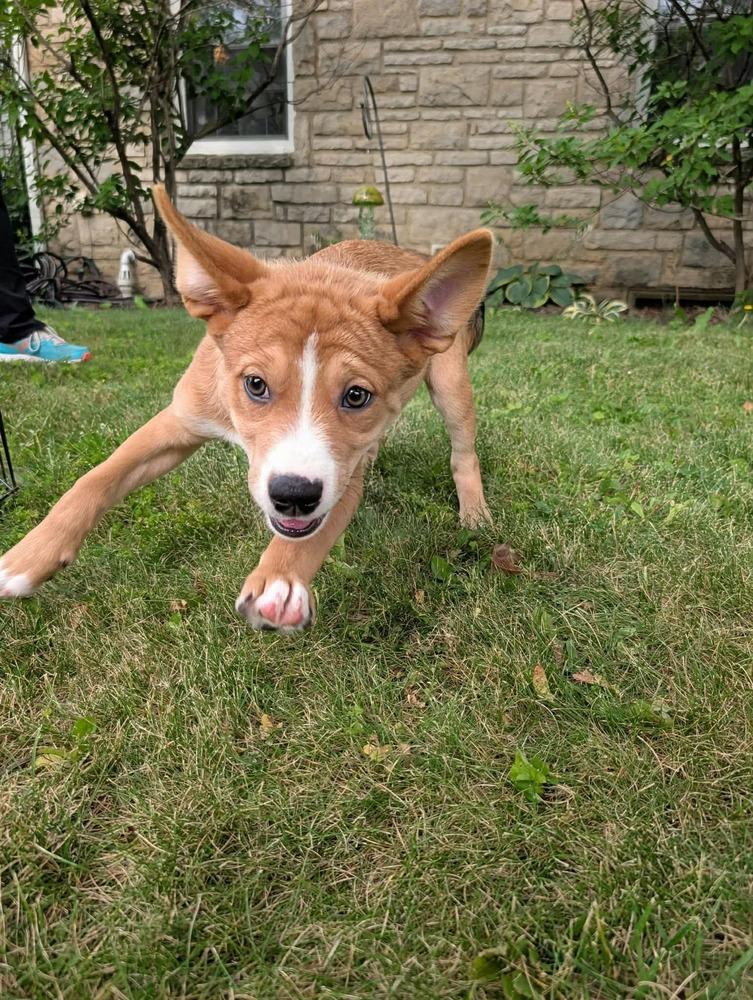 Rosa Parks (Historical Icons), a Adoptable mixed breed in New Albany, OH image 2/5
