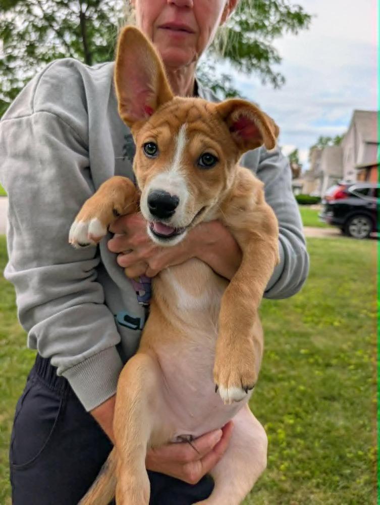 Rosa Parks (Historical Icons), a Adoptable mixed breed in New Albany, OH image 3/5