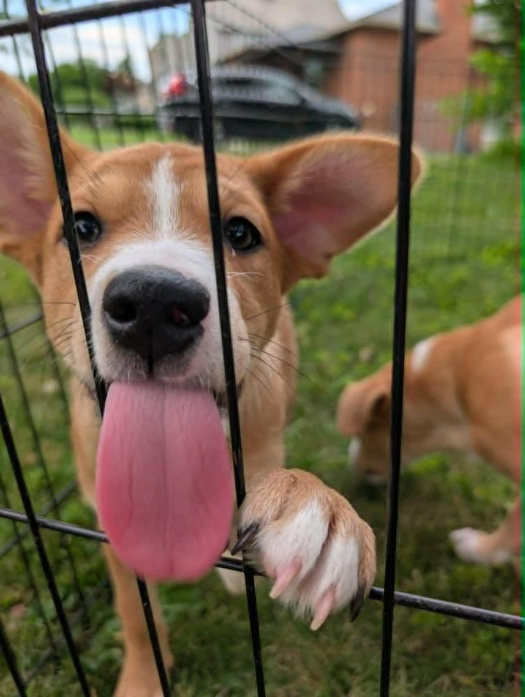 Rosa Parks (Historical Icons), a Adoptable mixed breed in New Albany, OH image 4/5