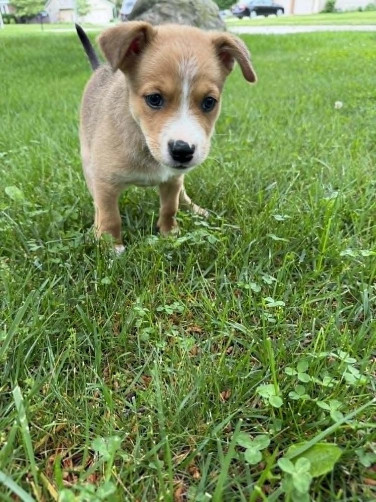 Enlarge Rosa Parks (Historical Icons), a Adoptable mixed breed in New Albany, OH image 1/1