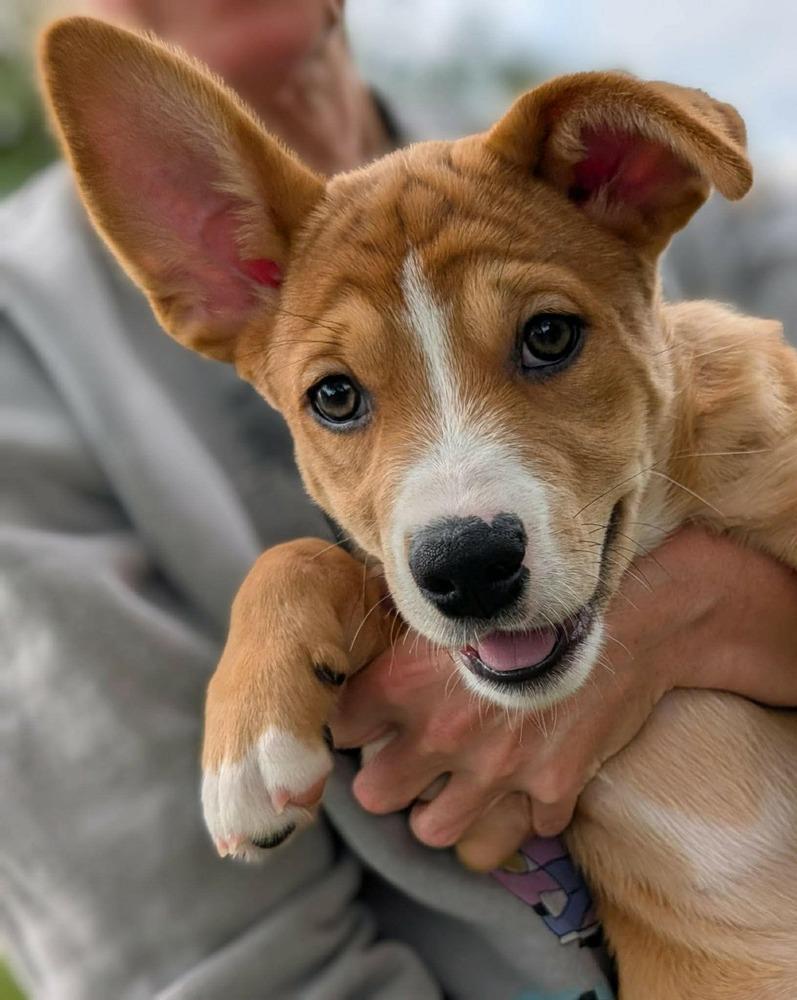 Rosa Parks (Historical Icons), a Adoptable mixed breed in New Albany, OH image 5/5