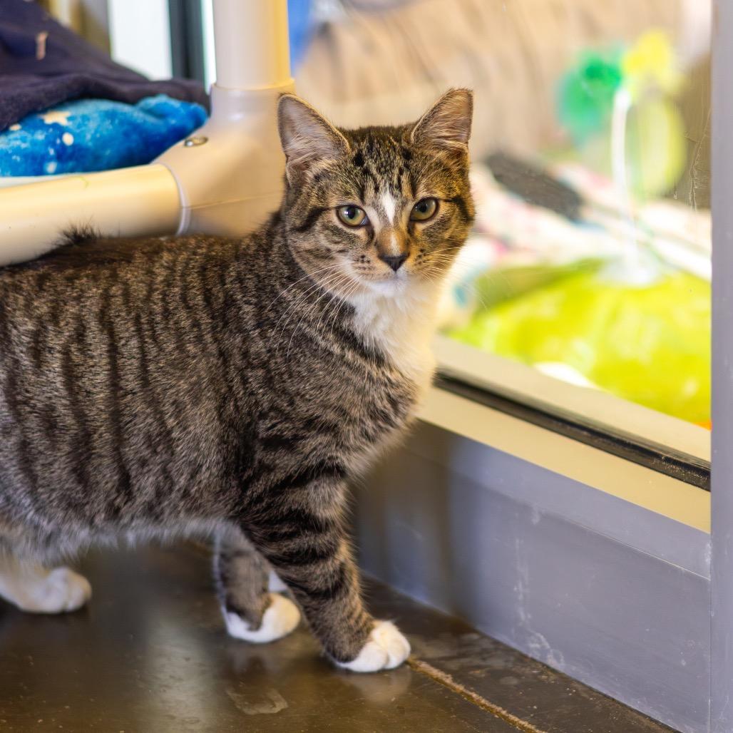 Chestnut — thumbnail 2