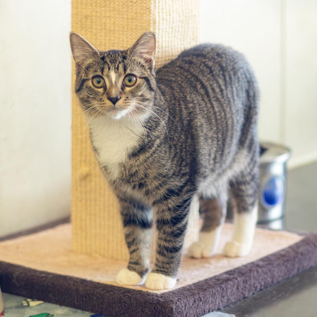 Chestnut — thumbnail 3