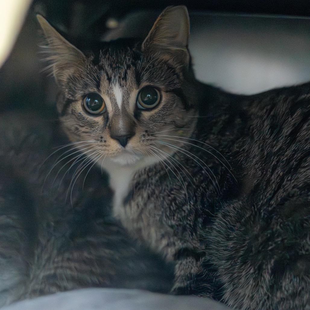 Chestnut — thumbnail 4