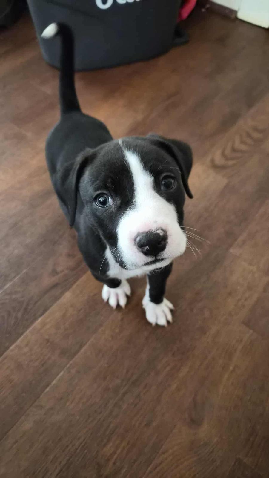 Ghee, adopted, Puppy Male Black Labrador Retriever.