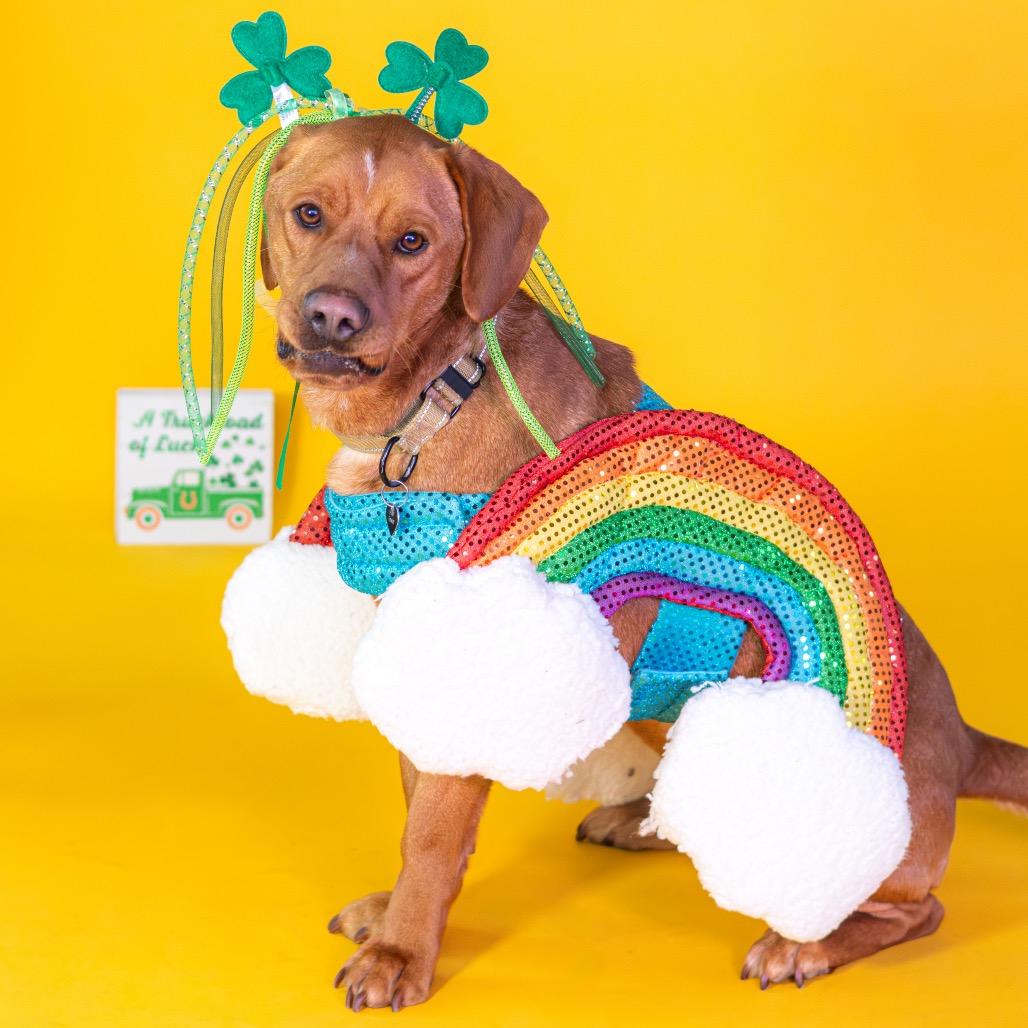 Cider — thumbnail 5