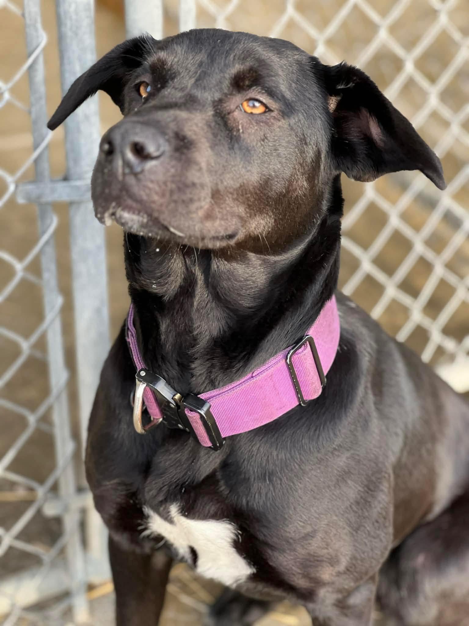 Shadow, ADOPTABLE, Young Female Mixed Breed.