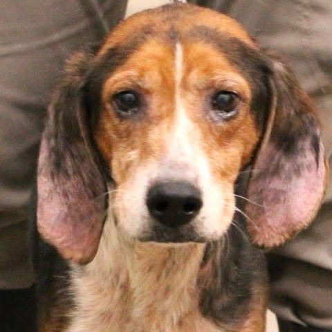 25-01875 DODGER , adopted, Senior Male Hound.