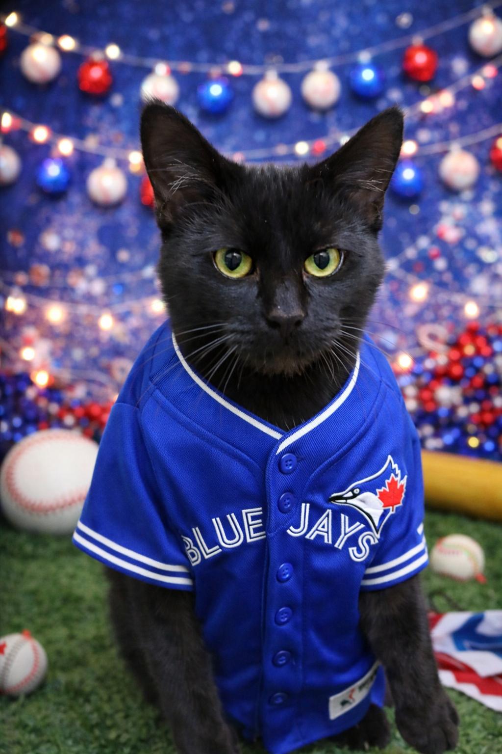 Enlarge Onyx, an adoptable Domestic Short Hair in Mississauga, ON image 2/3