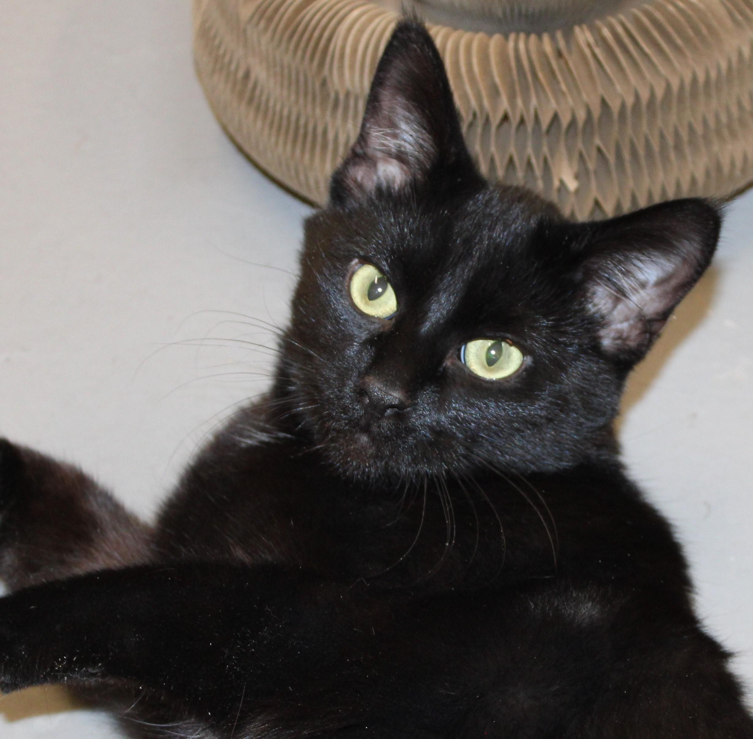 Onyx, adoptable, Adult Male Domestic Short Hair.