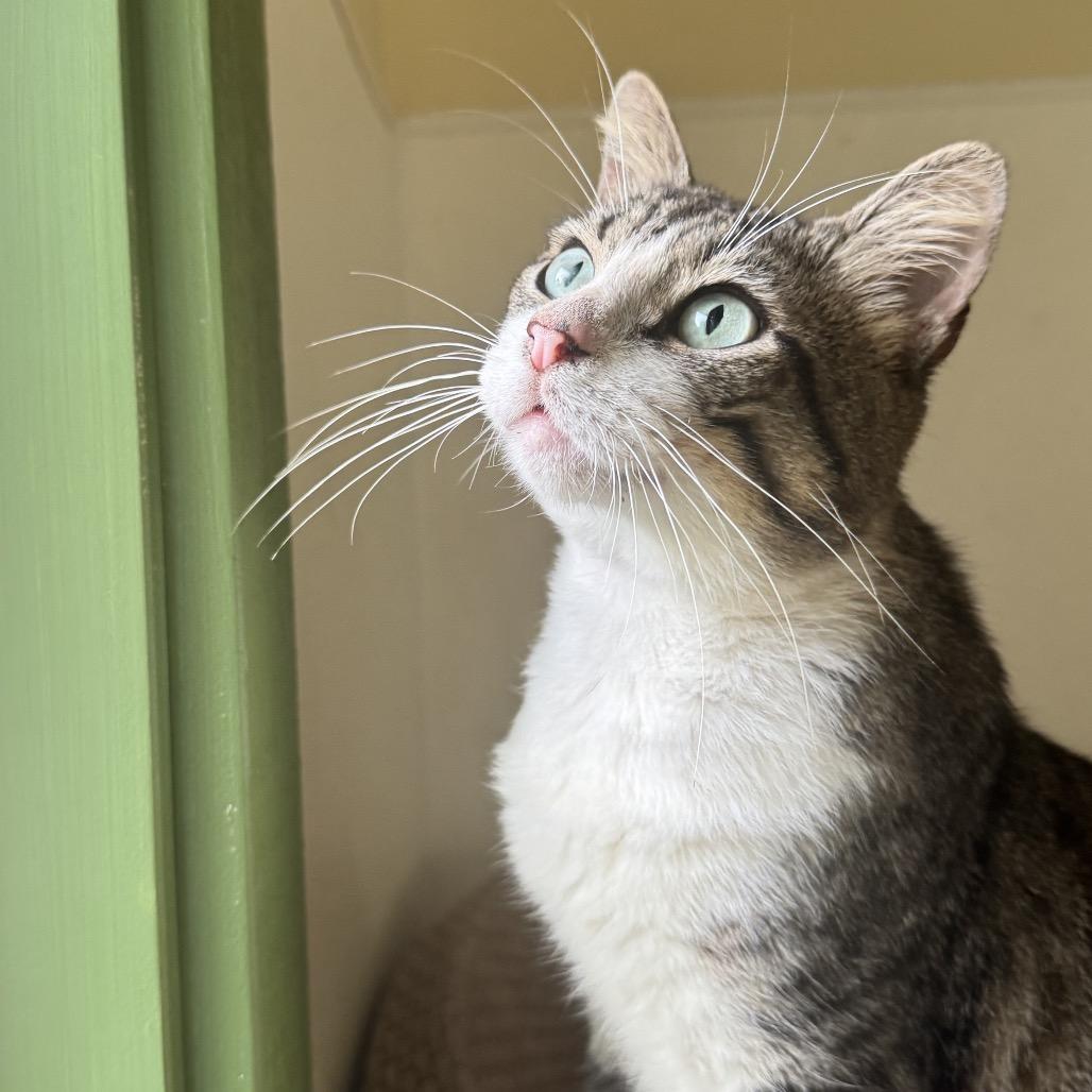 Barnacle, Adoptable, Adult Male Domestic Short Hair.