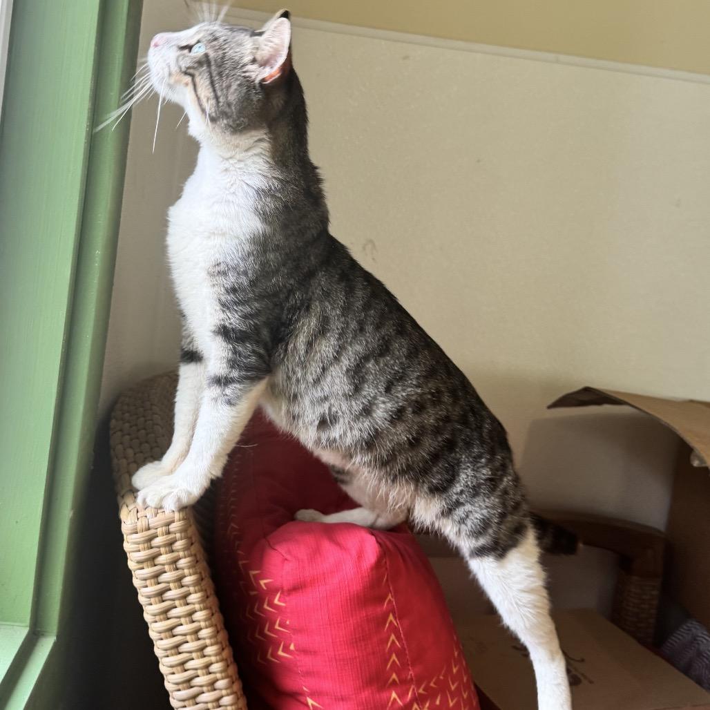 Enlarge Barnacle, a Adoptable Domestic Short Hair in Kailua Kona, HI image 2/5