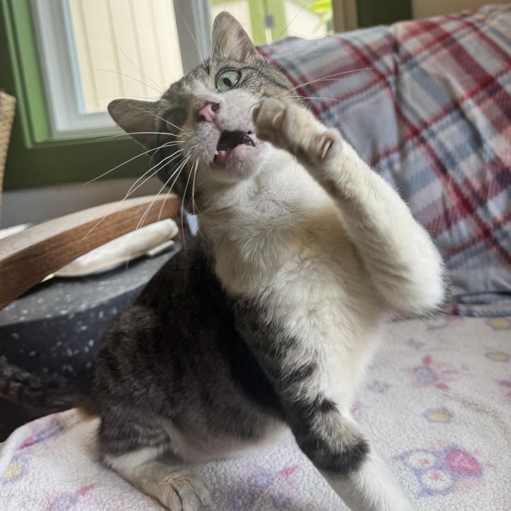 Enlarge Barnacle, a Adoptable Domestic Short Hair in Kailua Kona, HI image 3/5