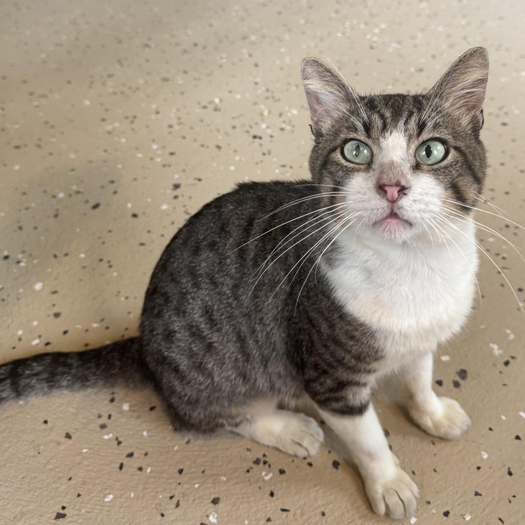 Enlarge Barnacle, a Adoptable Domestic Short Hair in Kailua Kona, HI image 4/5