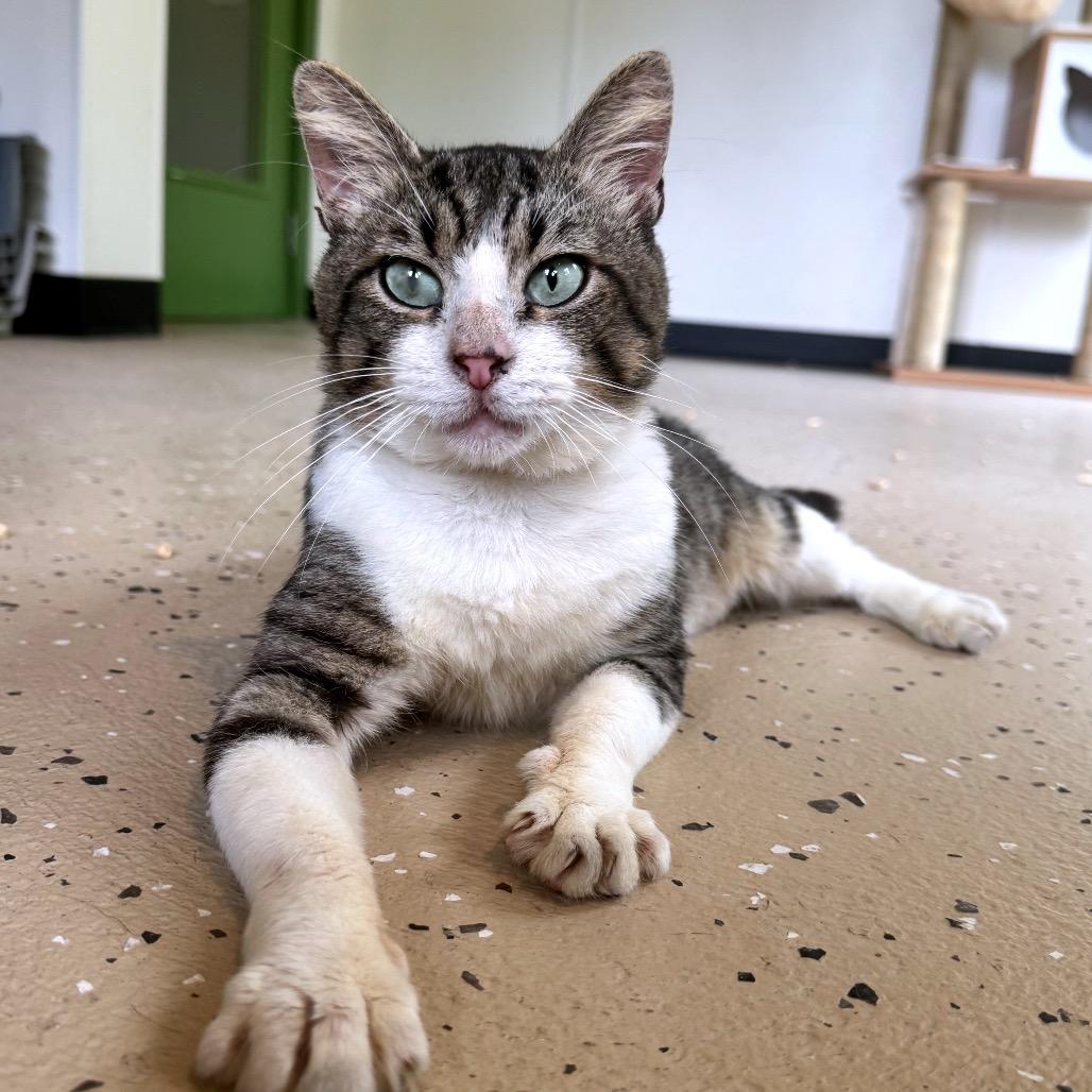 Enlarge Barnacle, a Adoptable Domestic Short Hair in Kailua Kona, HI image 5/5