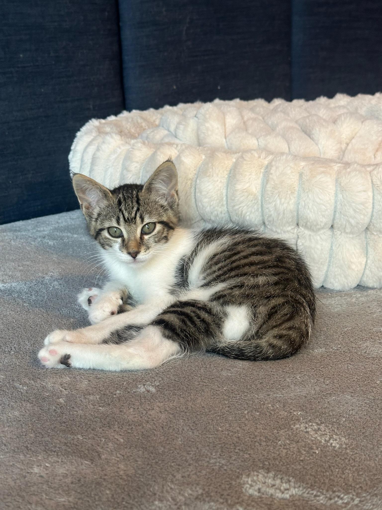 Rukia, ADOPTABLE, Kitten Female Domestic Short Hair.