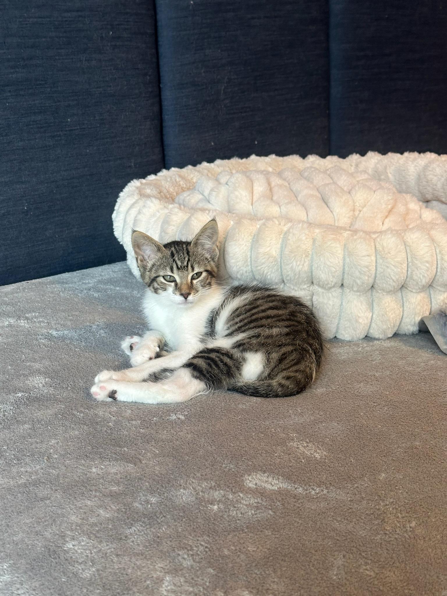 Rukia, a ADOPTABLE Domestic Short Hair in Hartville, OH image 4/4