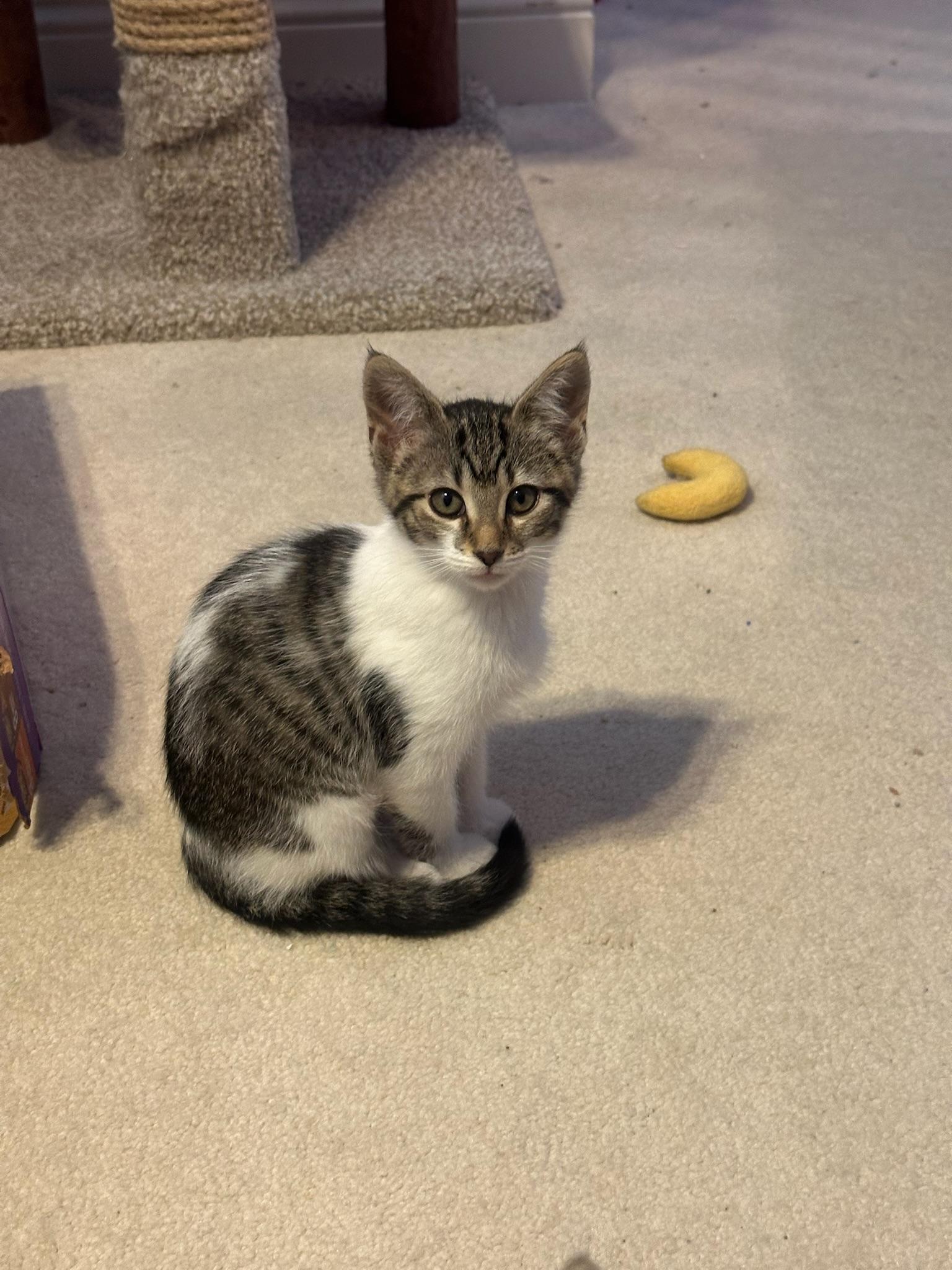 Rukia, a ADOPTABLE Domestic Short Hair in Hartville, OH image 3/4