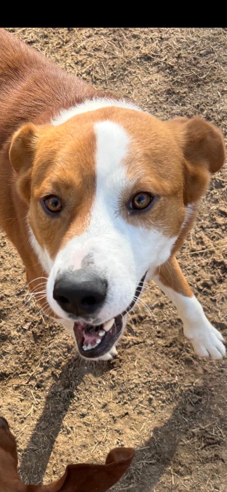 Picasso, a Adoptable mixed breed in Carrollton, VA image 2/6