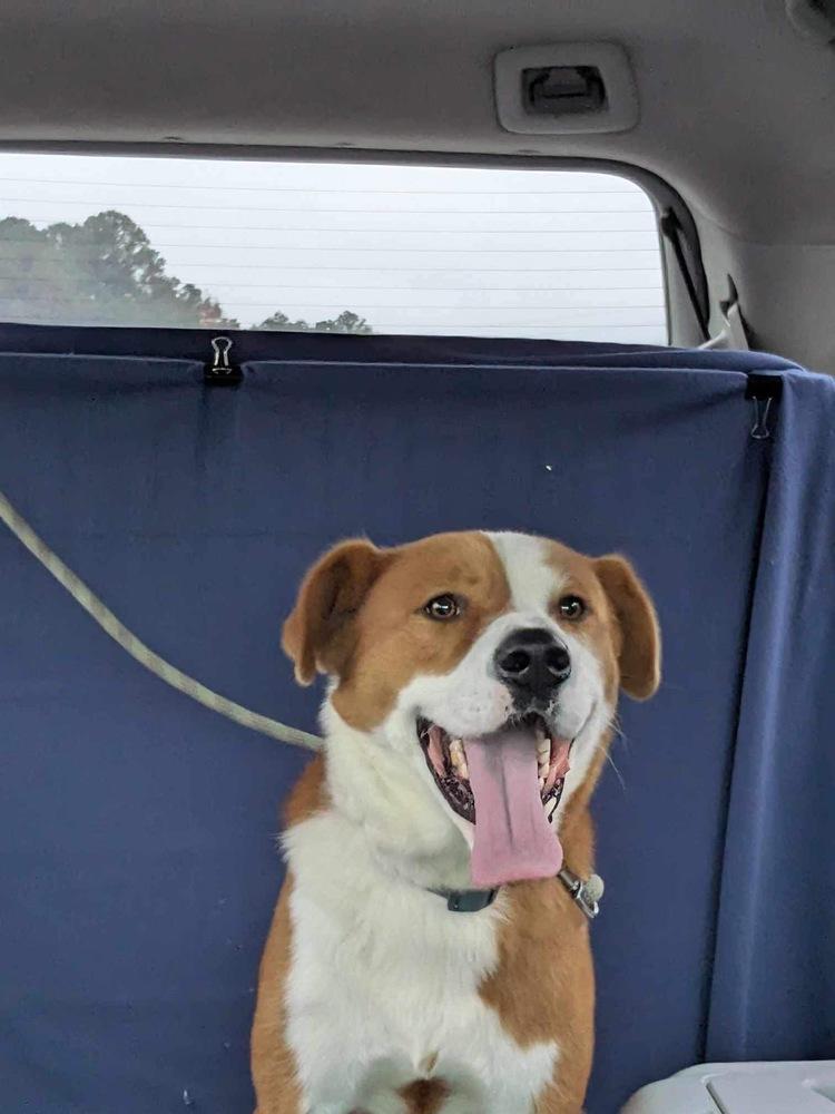 Picasso, a Adoptable mixed breed in Carrollton, VA image 3/6