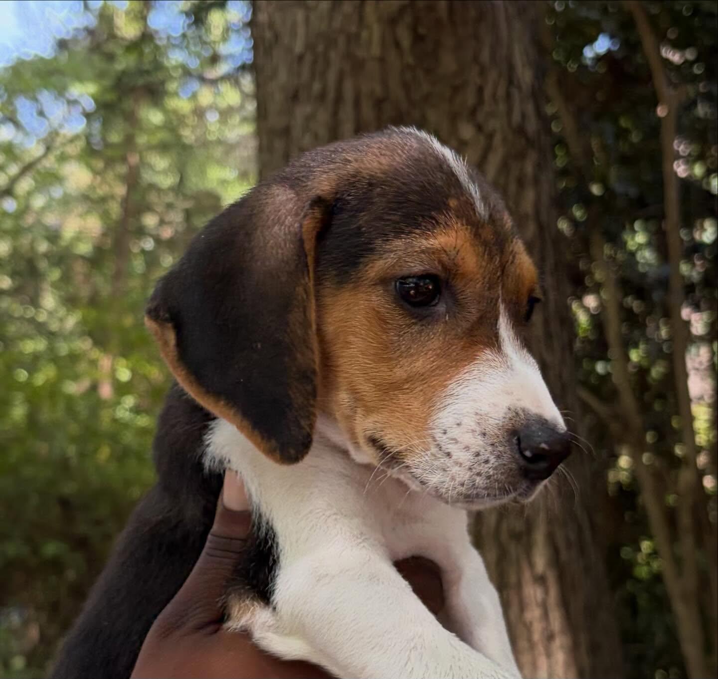 Aria, a ADOPTABLE mixed breed in Raleigh, NC image 3/4