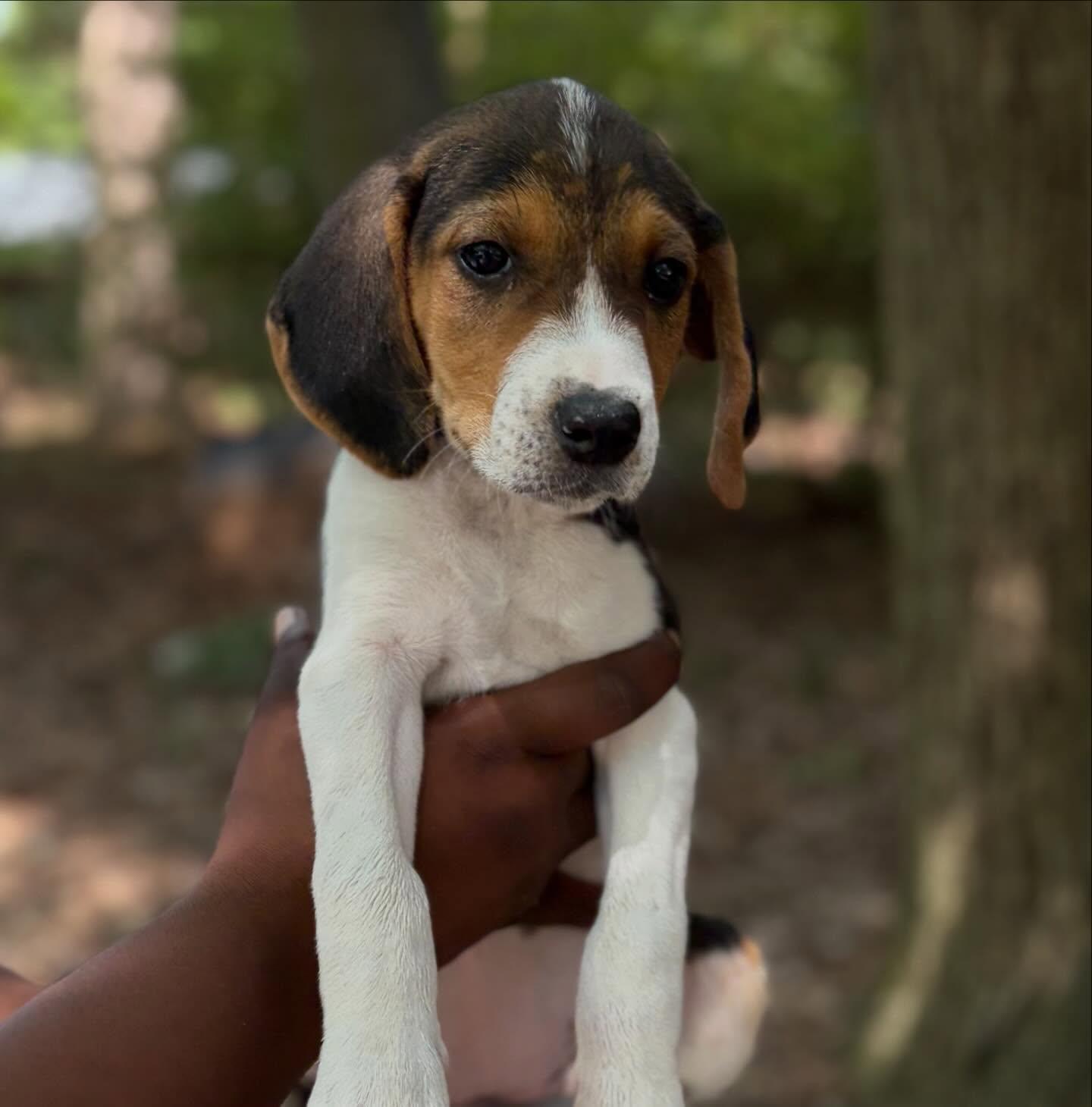 Aria, a ADOPTABLE mixed breed in Raleigh, NC image 2/4