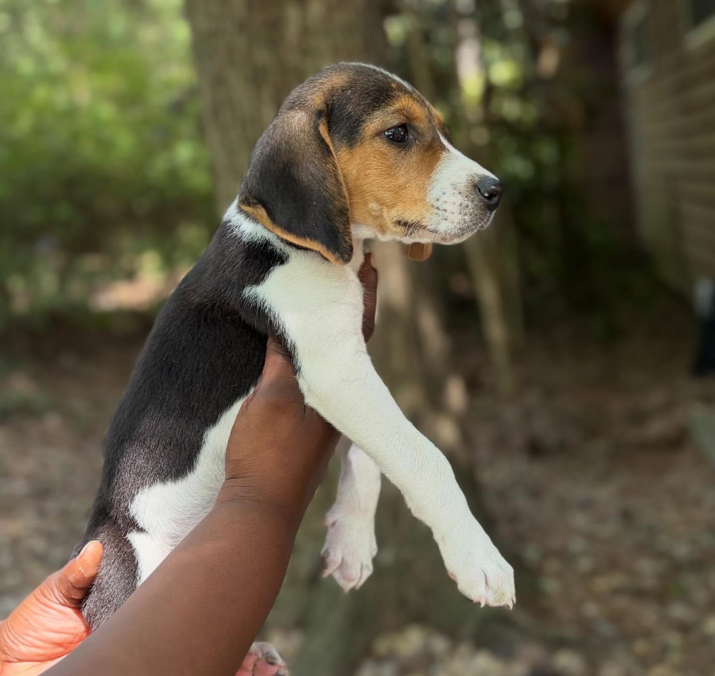 Aria, a ADOPTABLE mixed breed in Raleigh, NC image 4/4
