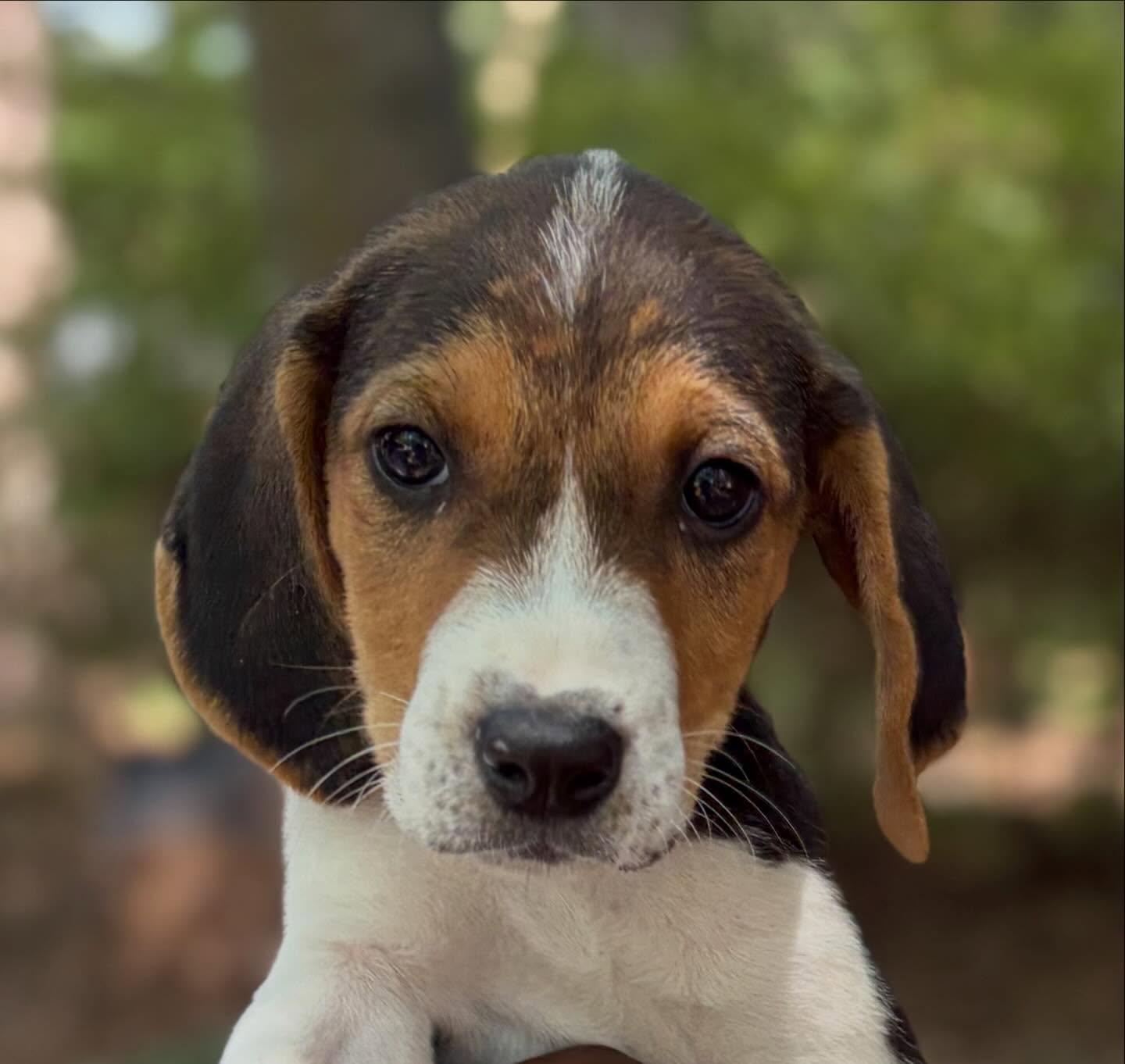 Aria, ADOPTABLE, Young Female Beagle & Hound.