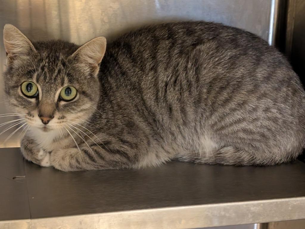 Enlarge RBP, a Adoptable mixed breed in Havre, MT image 1/1