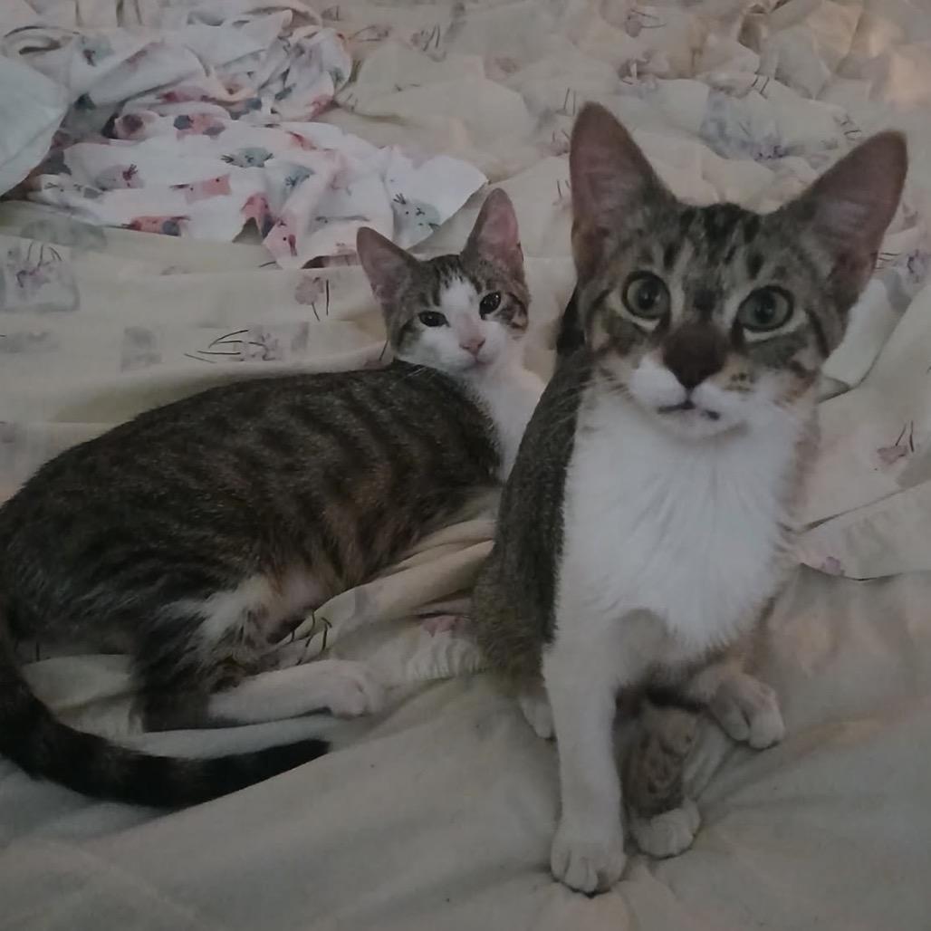 Otis, Adoptable, Young Male Domestic Short Hair.