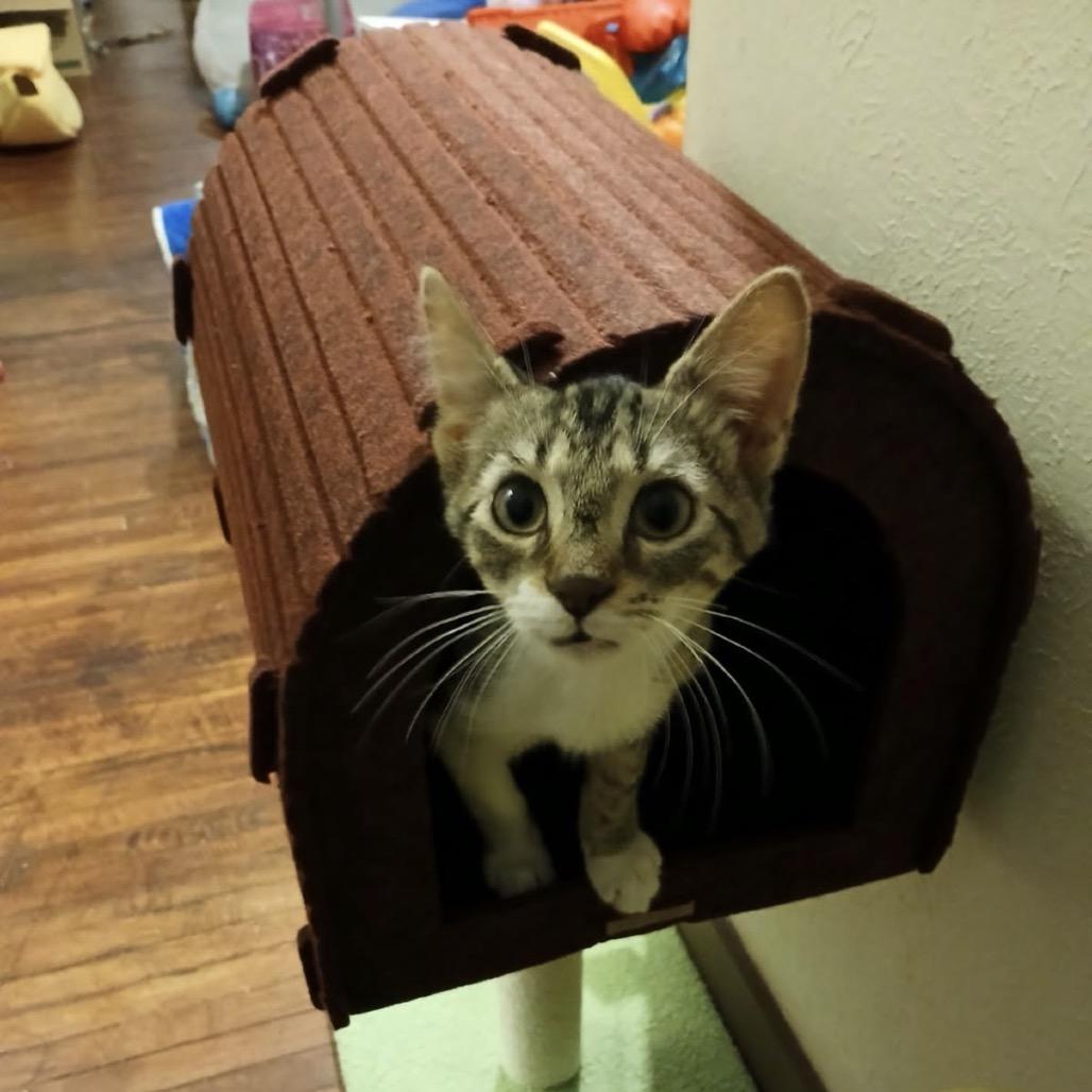 Enlarge Otis, a Adoptable Domestic Short Hair in Normal, IL image 2/3