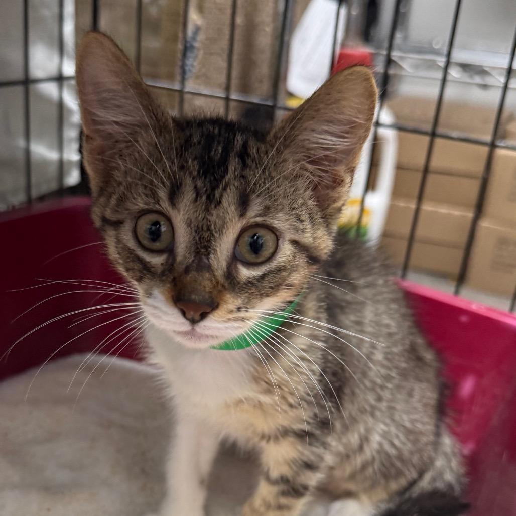 Enlarge Otis, a Adoptable Domestic Short Hair in Normal, IL image 3/3