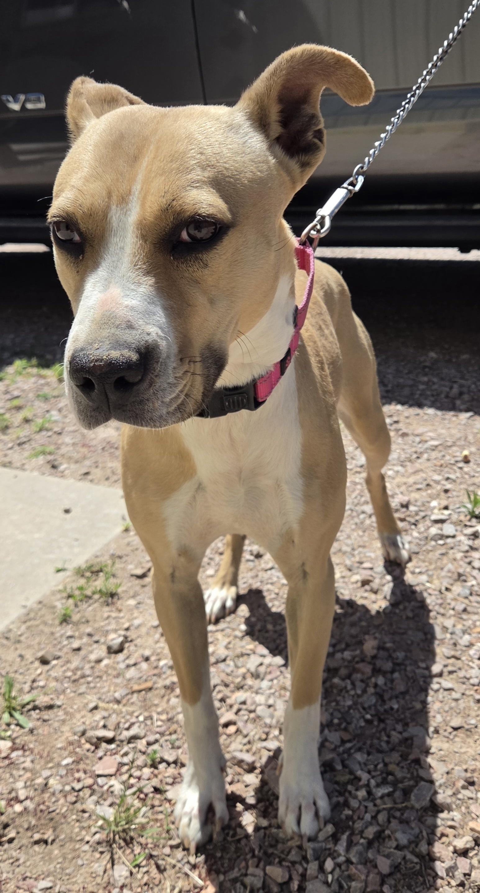 Enlarge Delilah, a ADOPTABLE mixed breed in Newcastle, WY image 1/2