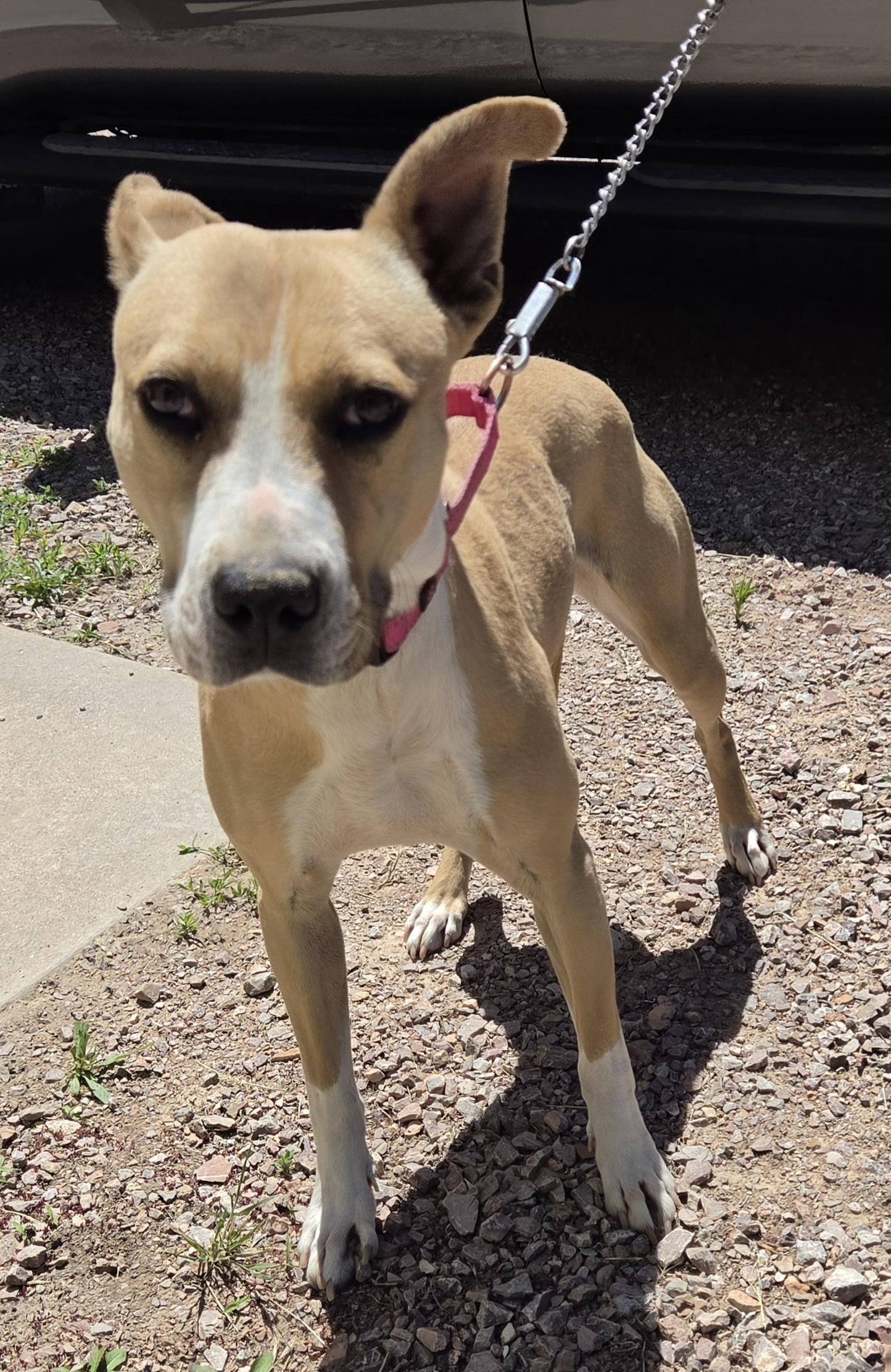 Enlarge Delilah, a ADOPTABLE mixed breed in Newcastle, WY image 2/2