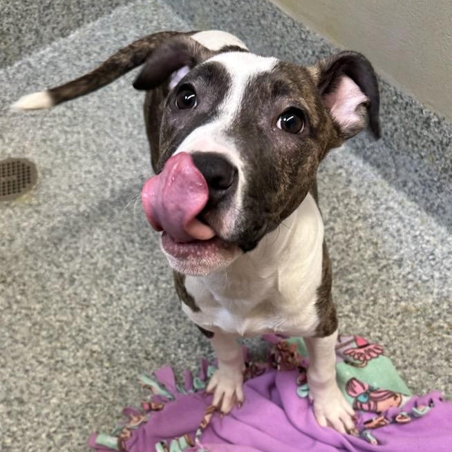 Enlarge Saint (ID 50680/856), an adopted American Staffordshire Terrier in Manassas, VA image 2/3