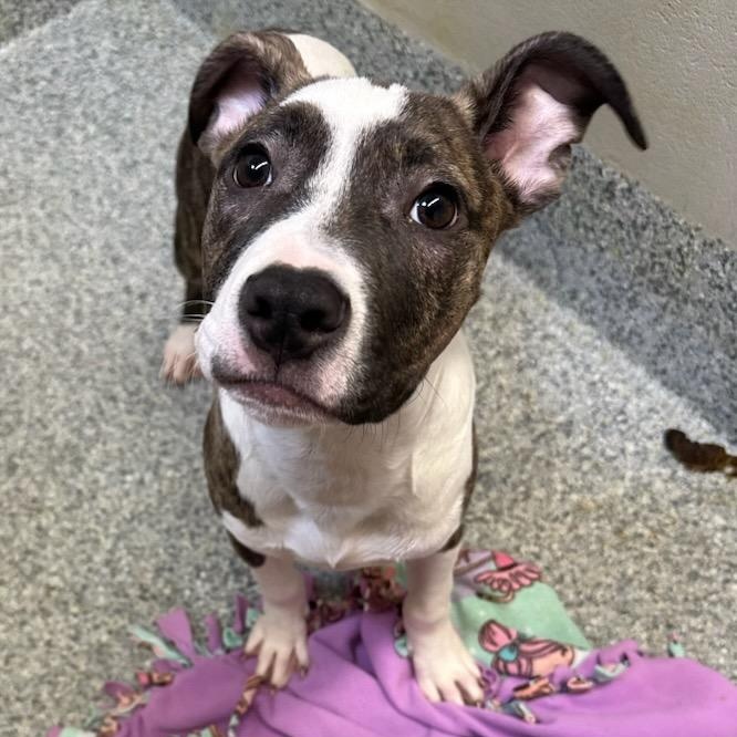 Enlarge Saint (ID 50680/856), an adopted American Staffordshire Terrier in Manassas, VA image 1/3