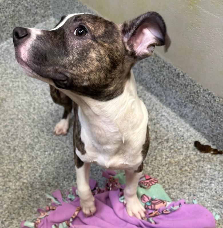 Enlarge Saint (ID 50680/856), an adopted American Staffordshire Terrier in Manassas, VA image 3/3