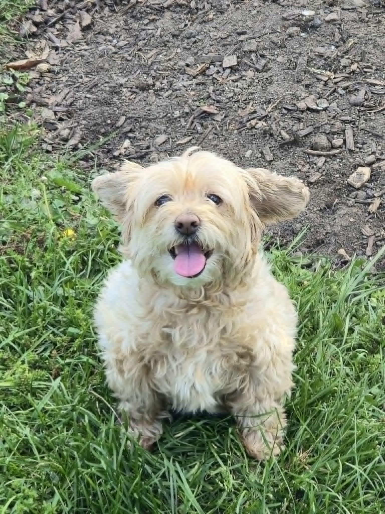 Jena & Zach, Adoptable, Senior Male Poodle & Shih Tzu.