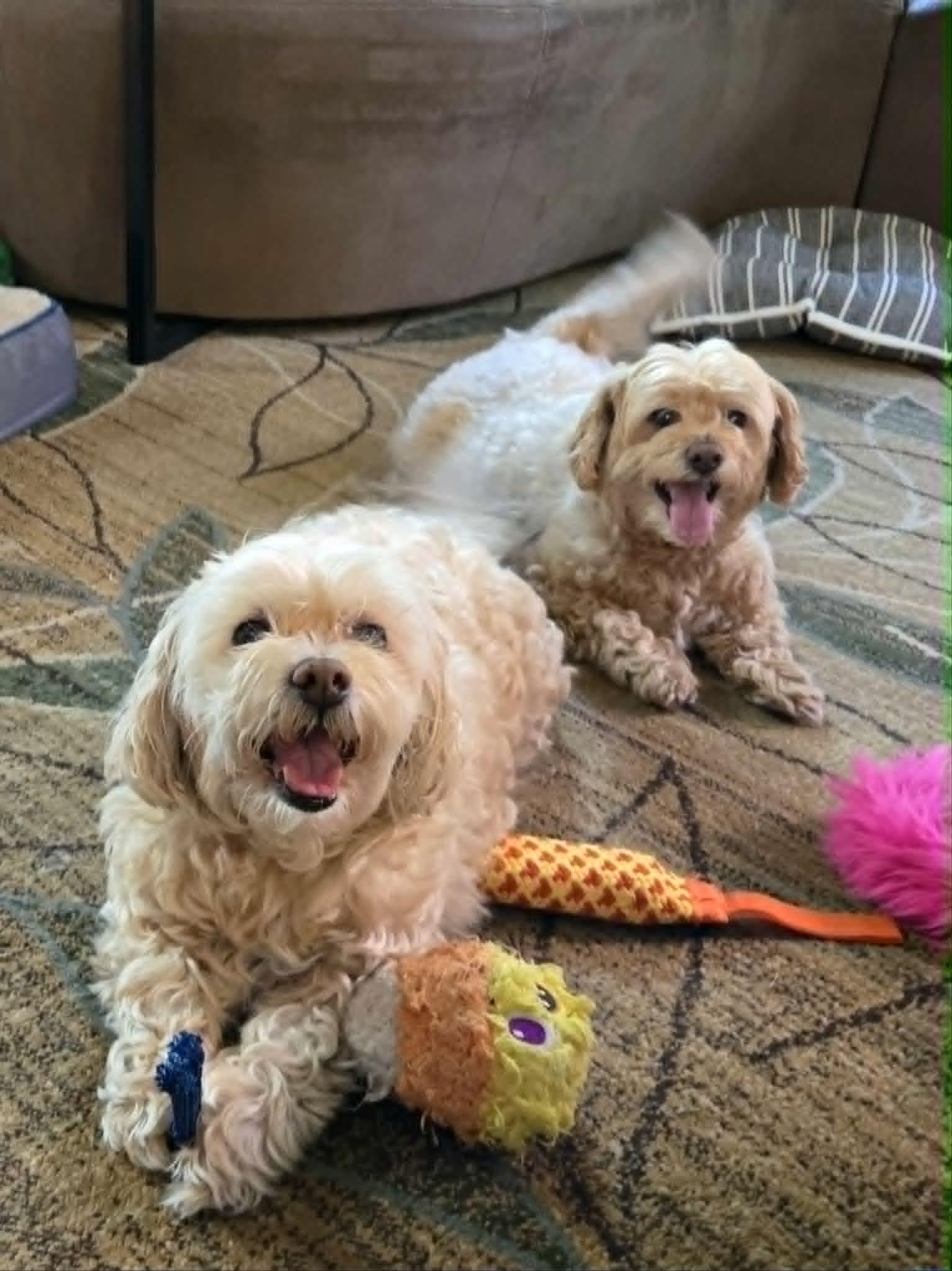 Jena & Zach, a Adoptable mixed breed in Rochester, NY image 2/3
