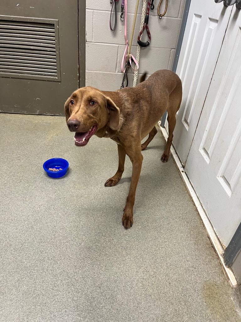 Giblet, Adoptable, Adult Male Chocolate Labrador Retriever & Weimaraner.