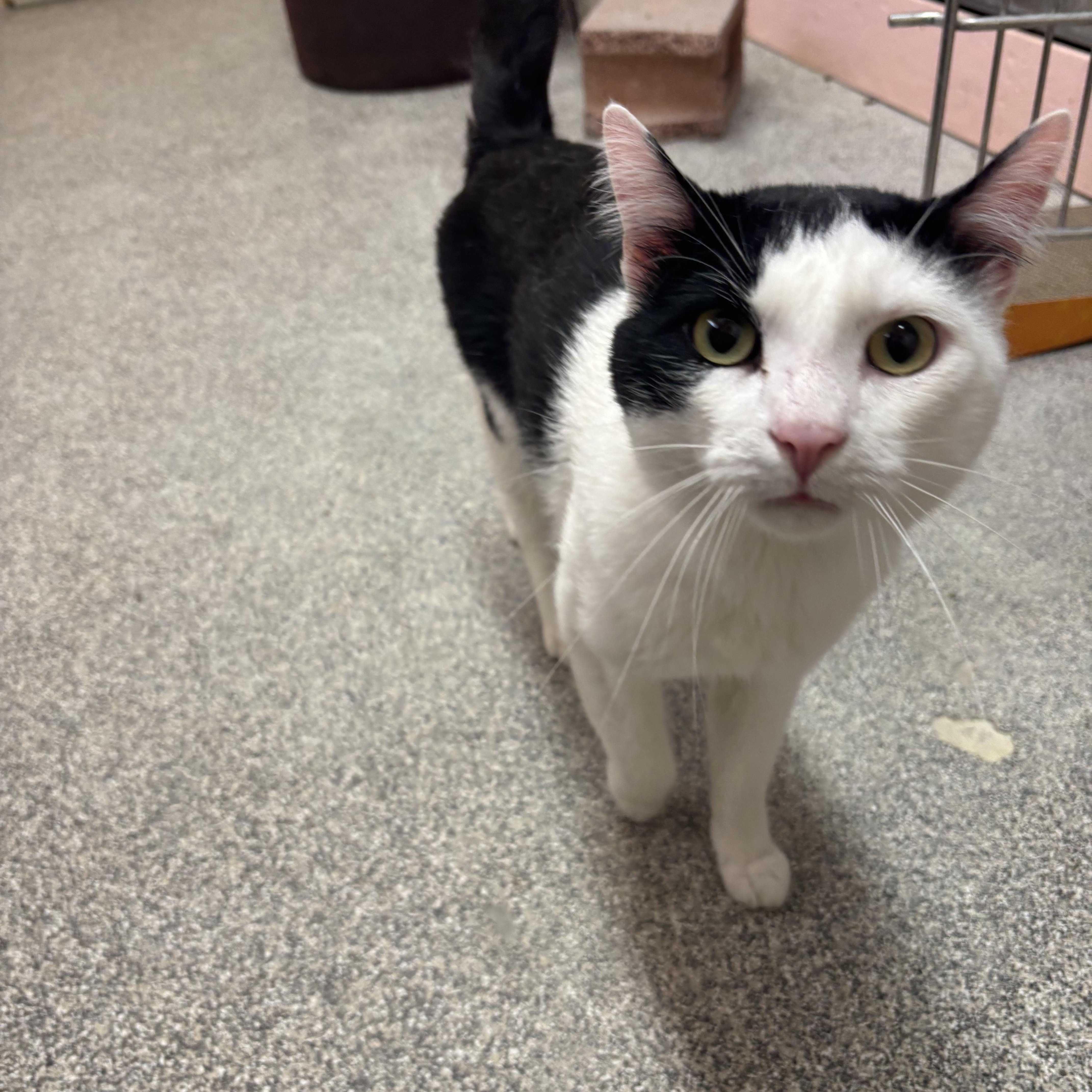 Enlarge RA, an adopted Domestic Short Hair in Washington, UT image 1/1