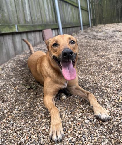 Enlarge Mary Poppins, a Adoptable mixed breed in New Orleans, LA image 1/3