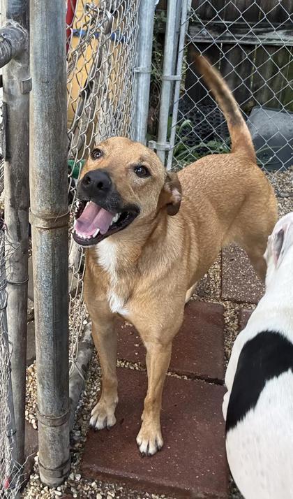 Enlarge Mary Poppins, a Adoptable mixed breed in New Orleans, LA image 2/3