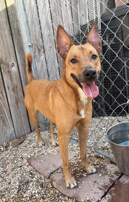 Enlarge Mary Poppins, a Adoptable mixed breed in New Orleans, LA image 3/3