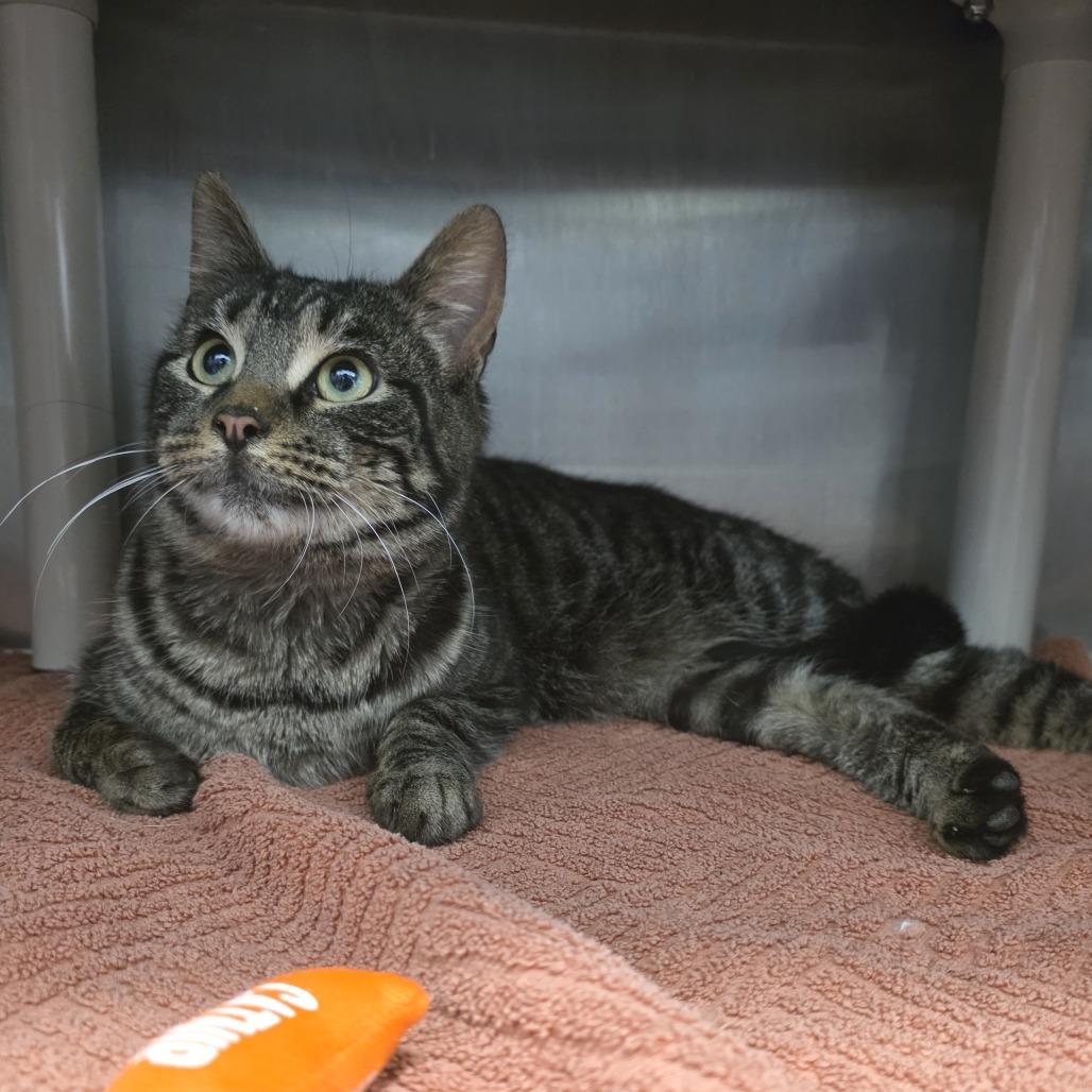 Caterpillar, Adoptable, Young Female Domestic Short Hair.