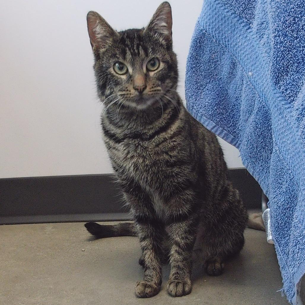 Enlarge Caterpillar, a Adoptable Domestic Short Hair in Fort Wayne, IN image 2/2