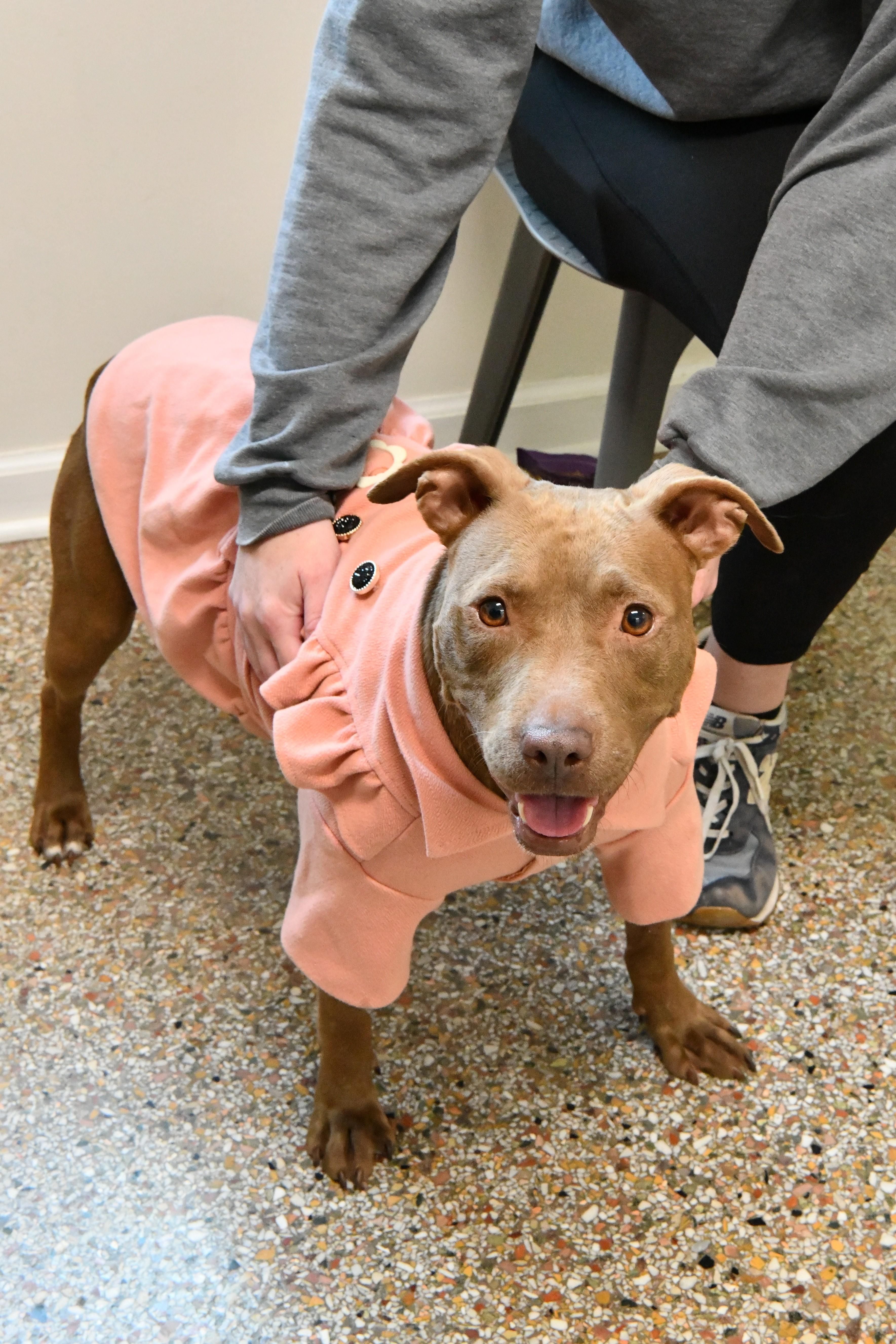 Jasmine, a ADOPTABLE mixed breed in Fairhope, AL image 1/2