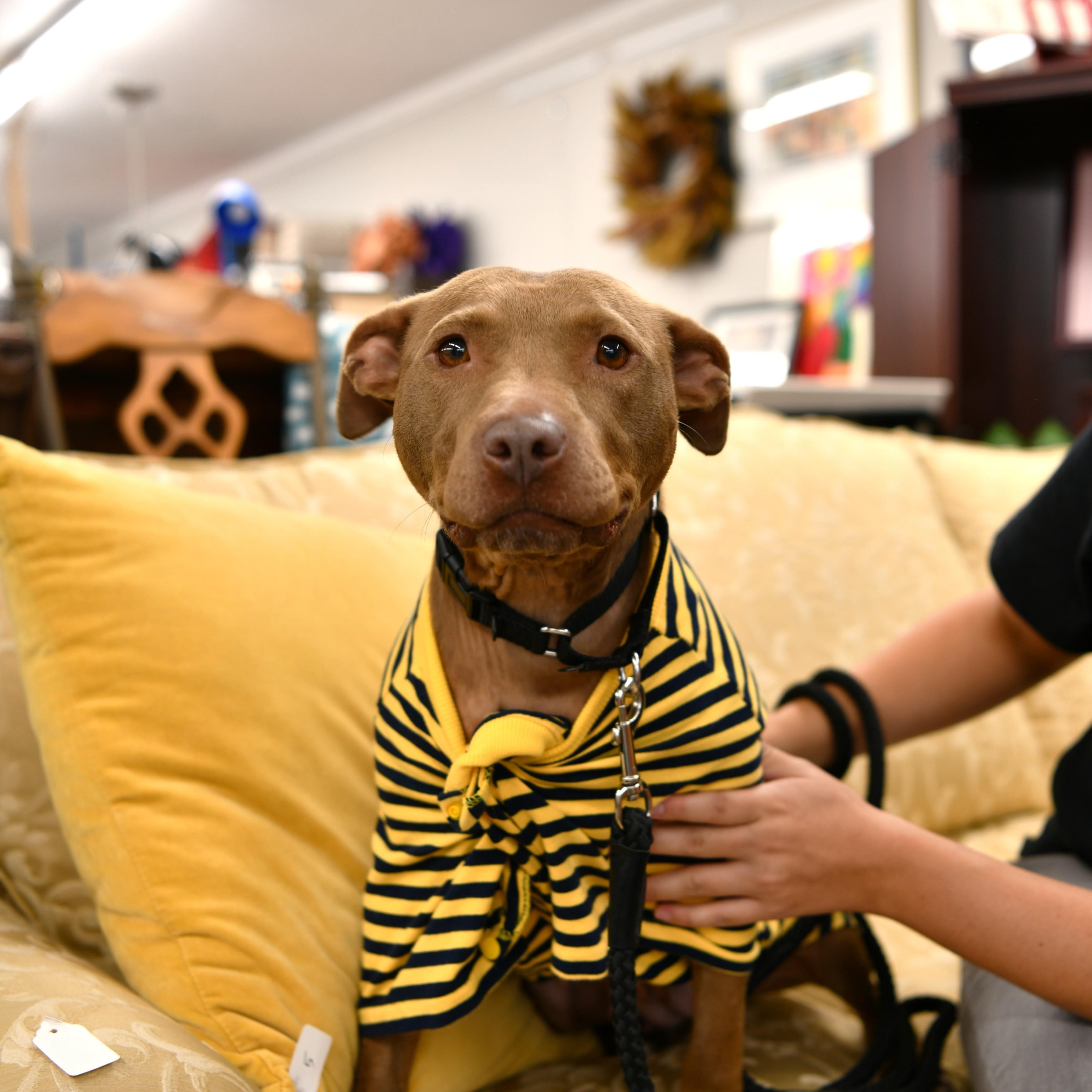 Jasmine, Adoptable, Young Female American Staffordshire Terrier & Pit Bull Terrier.